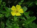 Woolly-Sepal Cinquefoil